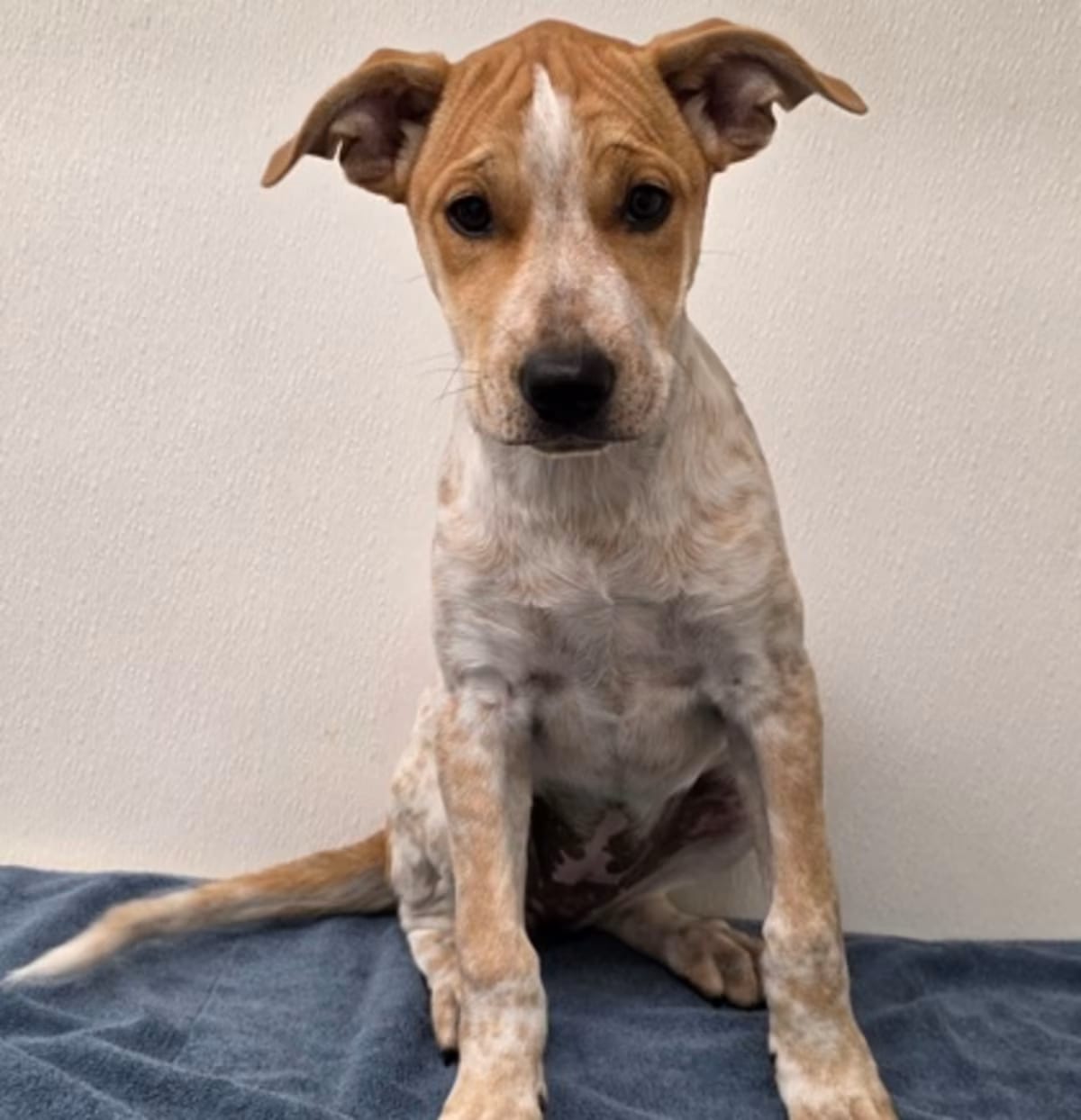 Photo of Rebecca Chambers, adoptable German Shepherd Dog/Australian Cattle Dog in Phoenix, Arizona