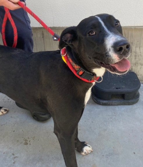 Photo of Gina, adoptable Labrador Retriever in Chatsworth, California