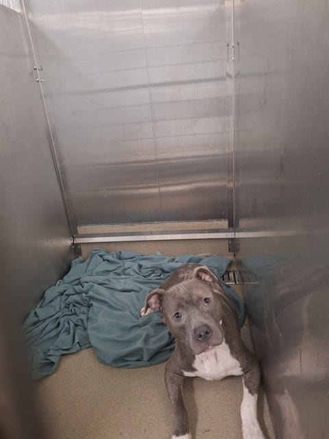 Photo of Marlen, adoptable American Staffordshire Terrier in Fort Lauderdale, Florida