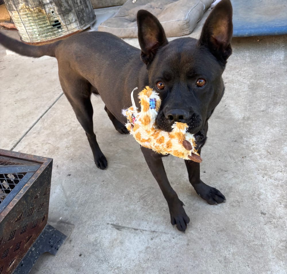 Photo of Angel, adoptable Labrador Retriever in Eugene, Oregon