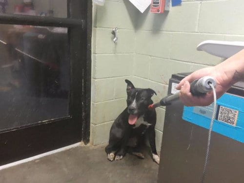 Photo of Sabot Aka Boh, adoptable Pit Bull Terrier in Tulsa, Oklahoma