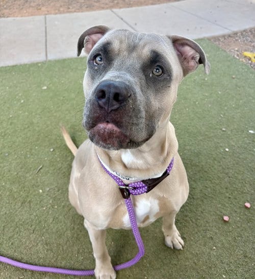 Photo of Goku, adoptable Mastiff in Phoenix, Arizona