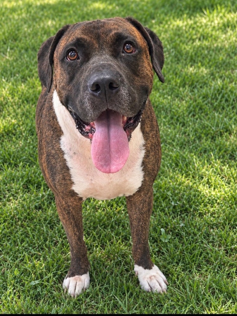 Photo of Chance, adoptable Boxer in New Cumberland, West Virginia
