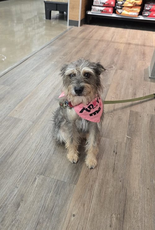 Photo of Bulma, adoptable Terrier in Rosenberg, Texas