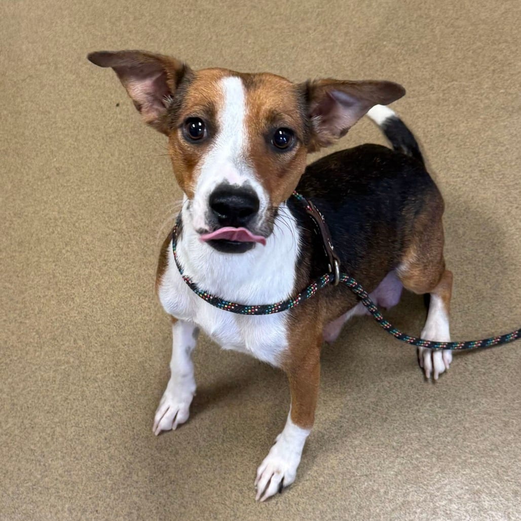 Photo of Hostess, adoptable Terrier / Mix in San Antonio, Texas