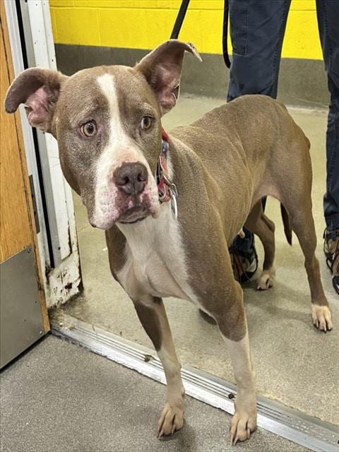 Photo of Skylar, adoptable Pit Bull Terrier in Forestville, Maryland