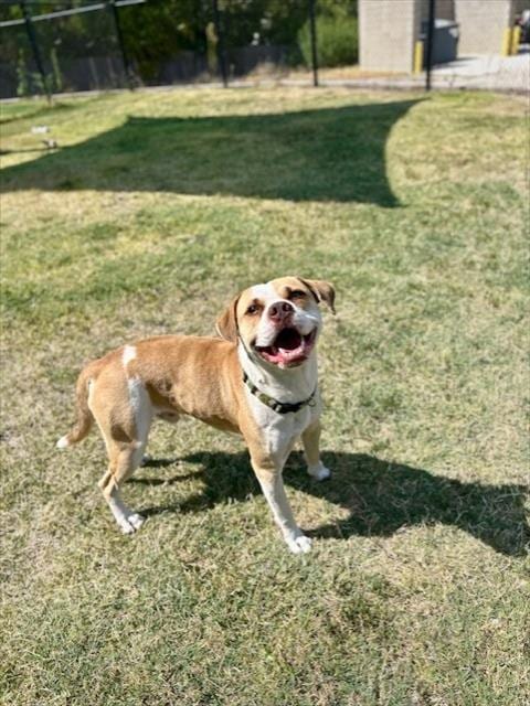 Photo of Sir Duke, adoptable Bulldog in Temple, Texas