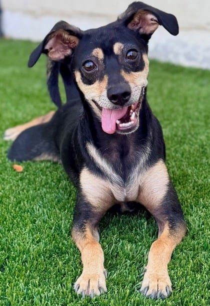 Photo of Scooby, adoptable Chihuahua, Short Coat/Mix in Bakersfield, California
