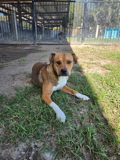 Photo of Hercules, adoptable Pit Bull Terrier in Riverside, California
