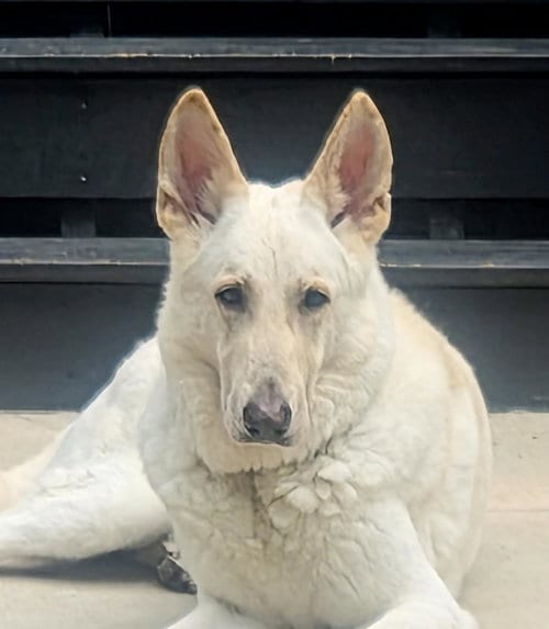 Photo of Morris, adoptable White German Shepherd in Hoffman Estates, Illinois