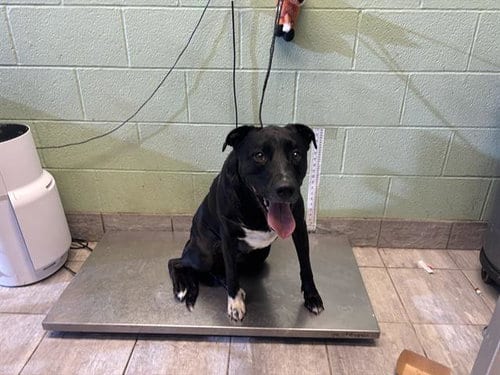 Photo of Sugar, adoptable American Staffordshire Terrier in Grand Prairie, Texas