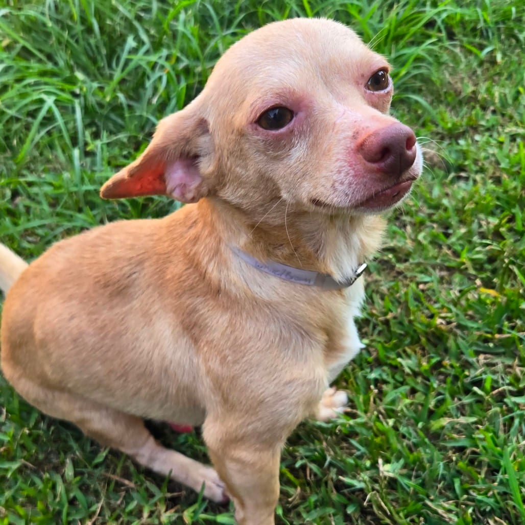 Photo of Rhett *Arriving 10/10* D12652, adoptable Chihuahua, Short Coat / Terrier, Jack Russell in Princeton area, Minnesota