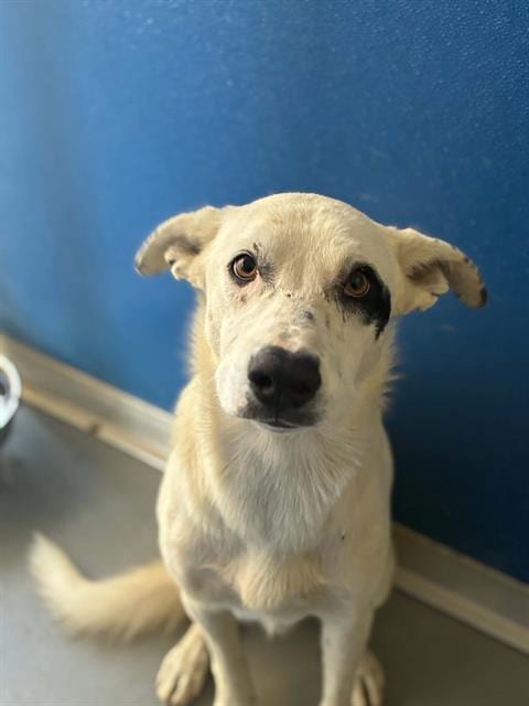 Photo of Jasper, adoptable Border Collie in Visalia, California