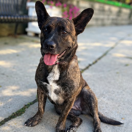 Photo of Darby, adoptable Retriever, Labrador / Mix in Riverwoods, Illinois