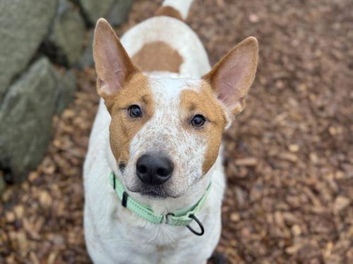 Photo of Deogee, adoptable Australian Cattle Dog/Blue Heeler in Tacoma, Washington
