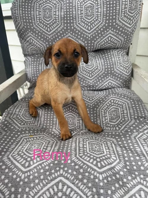 Photo of Remy (Roxie's Litter), adoptable Pug in Brewster, New York