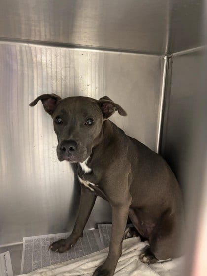 Photo of Beatrice, adoptable dog in Atlanta, Georgia