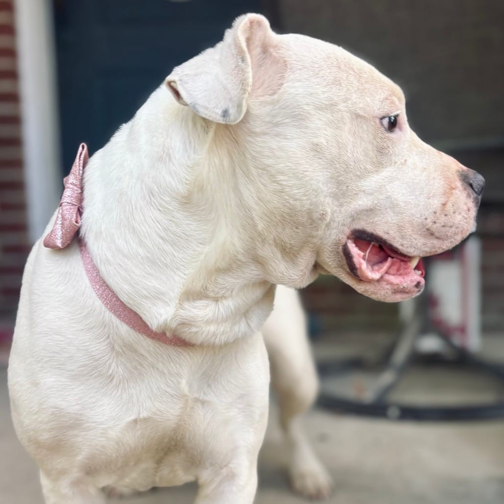 Photo of Queen, adoptable dog in Colorado Springs, Colorado