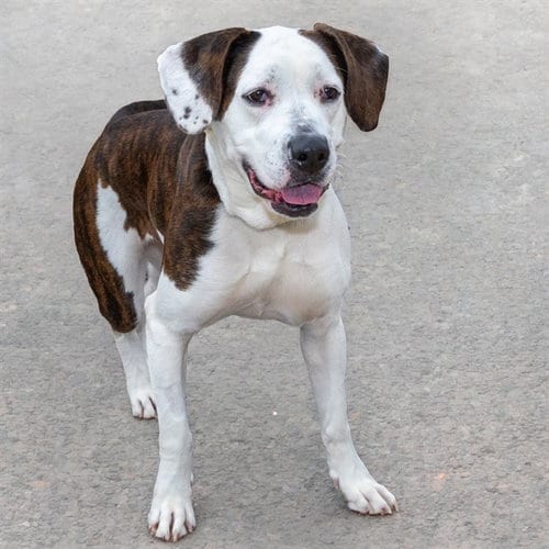 Photo of Diorite, adoptable Plott Hound in St Louis, Missouri