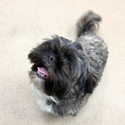 Photo of Bozzie, adoptable Shih Tzu in Aurora, Colorado