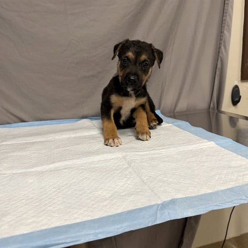 Photo of Squints, adoptable German Shepherd Dog in Agoura, California