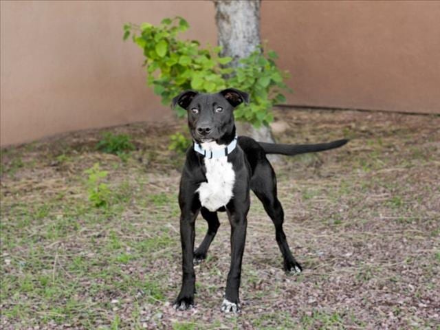 Photo of Autumn, adoptable Mixed Breed in Santa Fe, New Mexico