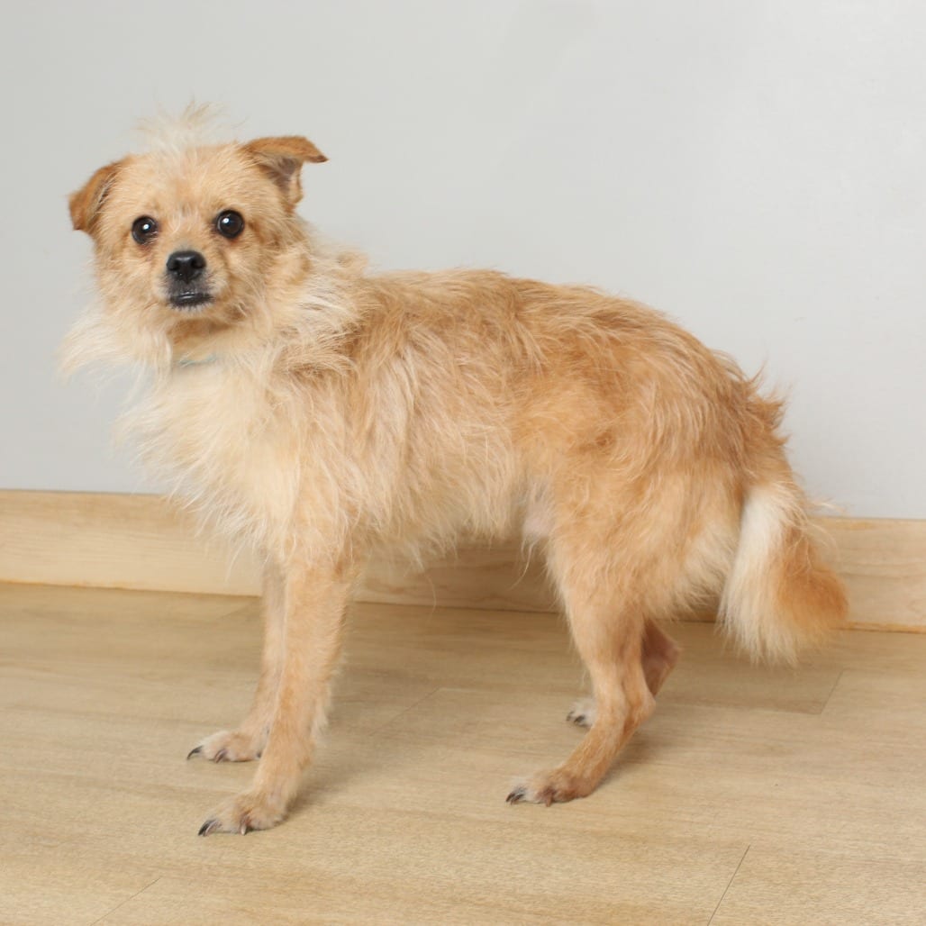 Photo of Conway D69400, adoptable Terrier, Norwich / Mixed Breed (Small) in Minnesota, Minnesota