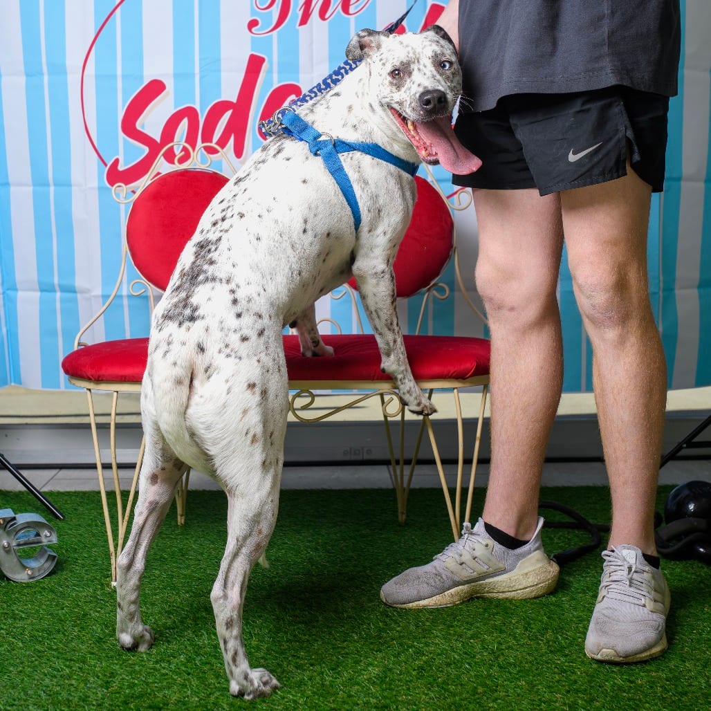 Photo of Nanook, adoptable Cattle Dog, Australian (Red Heeler) / Mix in Weatherford, Texas