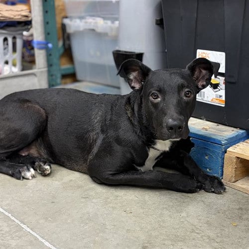 Photo of Pebbles, adoptable Labrador Retriever in Modesto, California