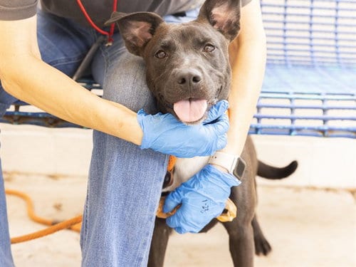 Photo of Sue, adoptable American Pit Bull Terrier in Phoenix, Arizona