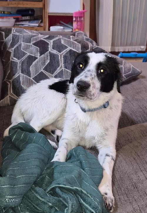 Photo of Dos, adoptable Border Collie in Salt Lake City, Utah