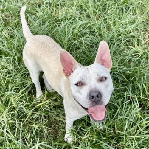 Photo of Kali, adoptable Staffordshire Bull Terrier in Houston, Texas