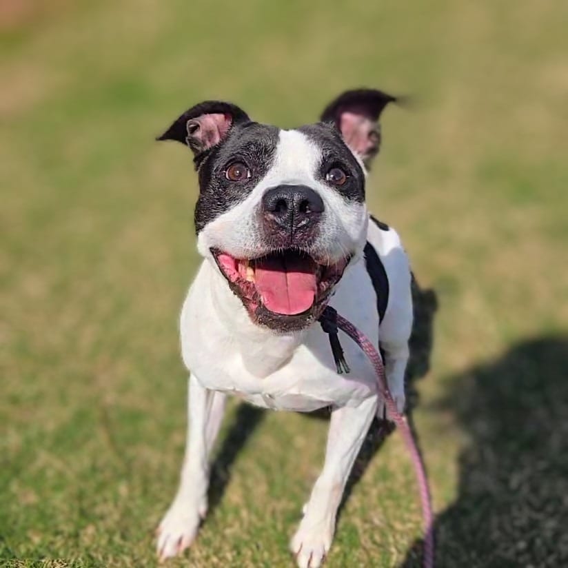 Photo of Spot, adoptable Mixed Breed in Douglasville, Georgia
