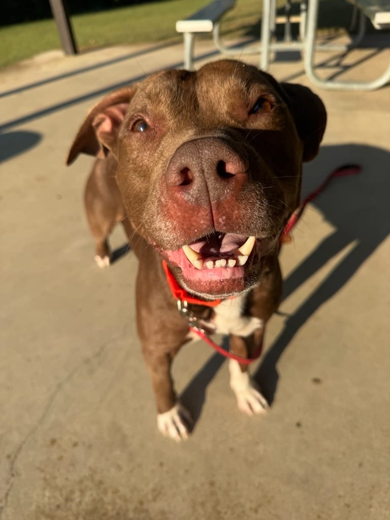 Photo of Fiddler, adoptable Pit Bull Terrier in East Ridge, Tennessee