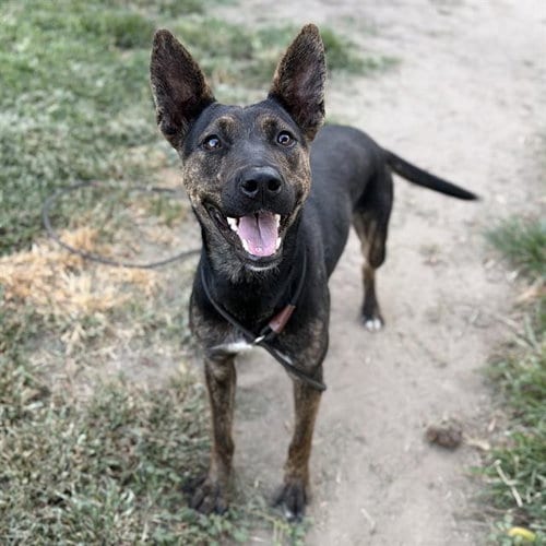 Photo of Fatima Navarrete, adoptable Staffordshire Bull Terrier in Modesto, California