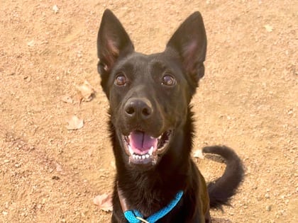Photo of Pistachio, adoptable dog in Georgetown, Texas