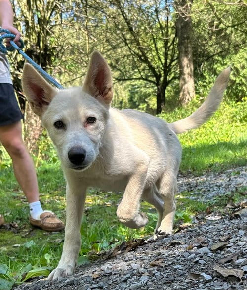Photo of Mr. Lindsey Buckinham, adoptable Unknown breed (short coat) in Elkins, West Virginia