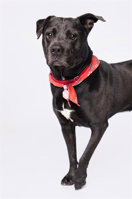 Photo of Zero, adoptable American Staffordshire Terrier in Miami, Florida