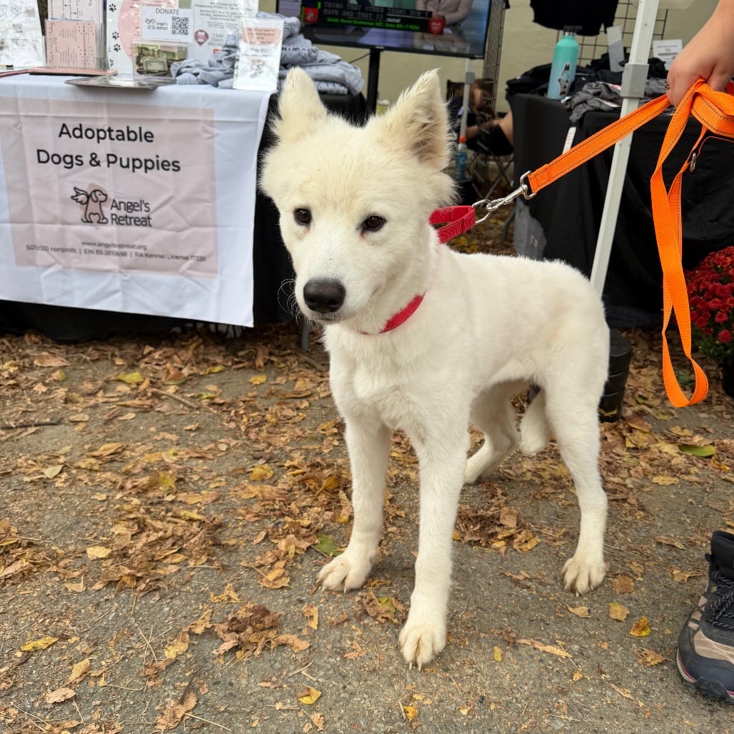 Photo of Lia, adoptable Samoyed in West Chester, Pennsylvania
