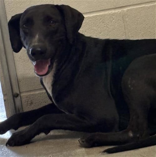Photo of Betty, adoptable Labrador Retriever in Rosenberg, Texas