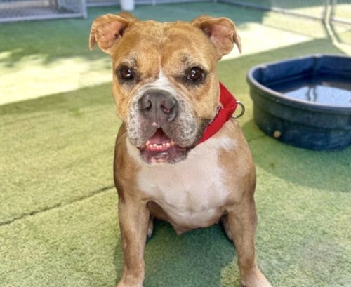 Photo of Angel, adoptable Bulldog in Los Angeles, California
