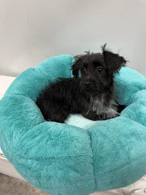 Photo of Shiner, adoptable Schnauzer in Pipe Creek, Texas