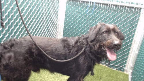 Photo of Hashi, adoptable Irish Wolfhound in Downey, California