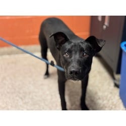 Photo of Mario, adoptable Labrador Retriever in Pueblo, Colorado