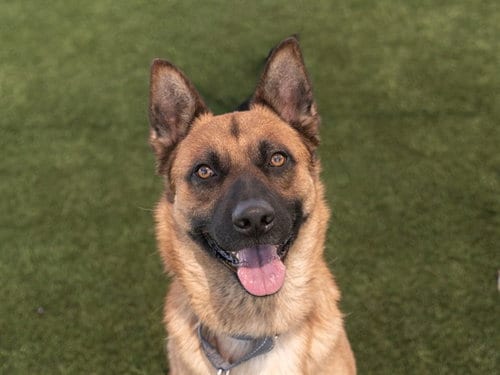 Photo of Bruno, adoptable German Shepherd Dog in Martinez, California