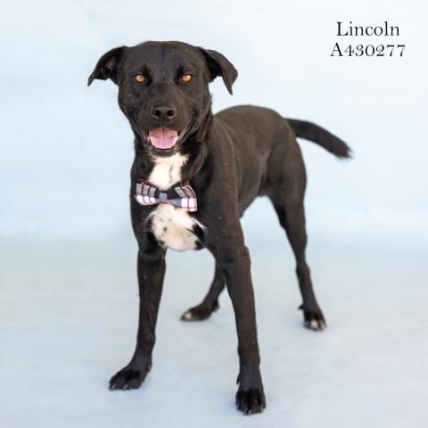 Photo of Lincoln, adoptable Labrador Retriever in Conroe, Texas