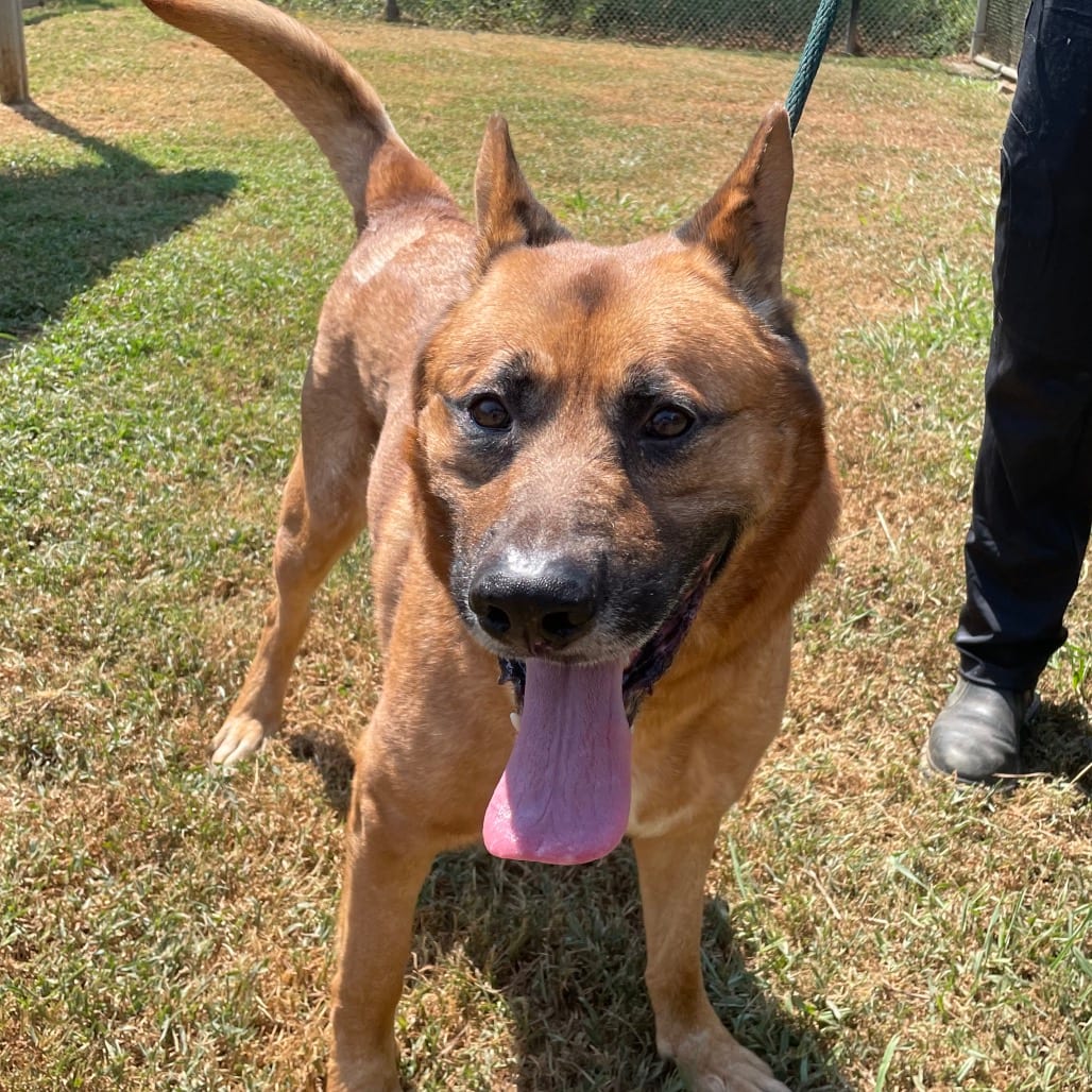 Photo of Teddy, adoptable Mixed Breed (Large) in Chattanooga, Tennessee