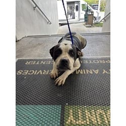 Photo of Mama, adoptable American Pit Bull Terrier in Doral, Florida