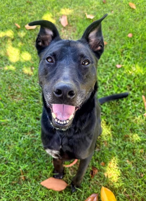 Photo of Jack, adoptable Labrador Retriever in San Diego, California