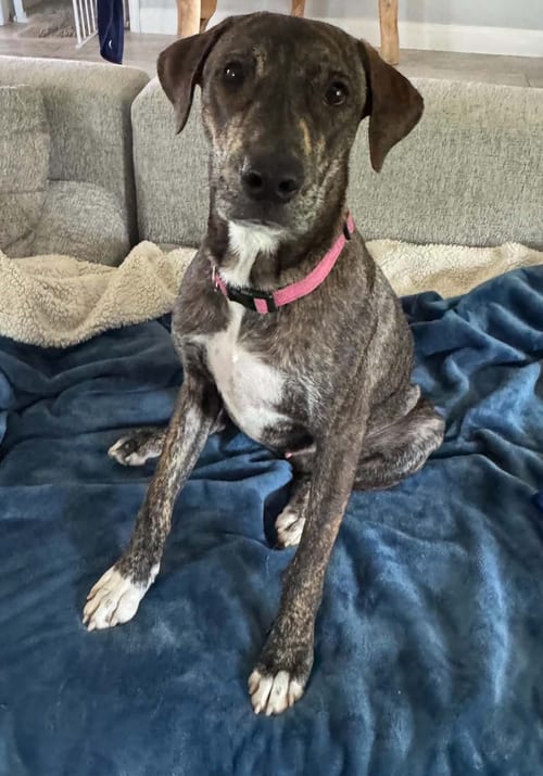 Photo of Charlie, adoptable Catahoula Leopard Dog in Osteen, Florida